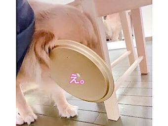 ゴールデンレトリーバー,動画