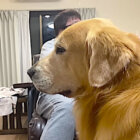 ゴールデンレトリーバー,動画