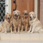 レトリーバー,取材