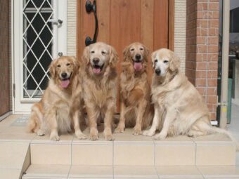 レトリーバー,取材