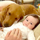 ゴールデンレトリーバー,動画