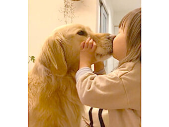 ゴールデンレトリーバー,動画