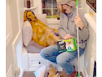 ゴールデンレトリーバー,動画