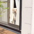 ラブラドールレトリーバー,動画