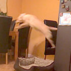 ラブラドールレトリーバー,動画