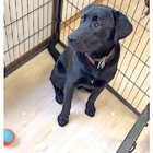 ラブラドールレトリーバー,動画