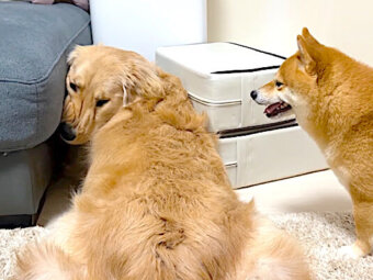 ゴールデンレトリーバー,動画