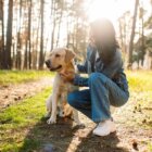 レトリーバー,散歩