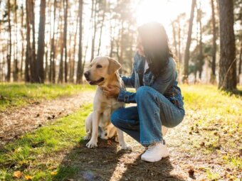レトリーバー,散歩