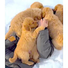 ゴールデンレトリーバー,動画