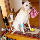 ラブラドールレトリーバー,動画