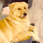 ゴールデンレトリーバー,動画