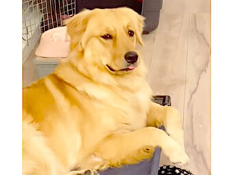 ゴールデンレトリーバー,動画