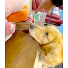 ゴールデンレトリーバー,動画