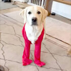 ラブラドールレトリーバー,動画