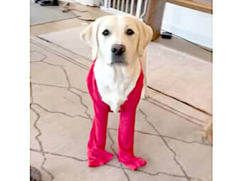 ラブラドールレトリーバー,動画