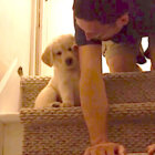 ゴールデンレトリーバー,動画