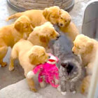 ゴールデンレトリーバー,動画