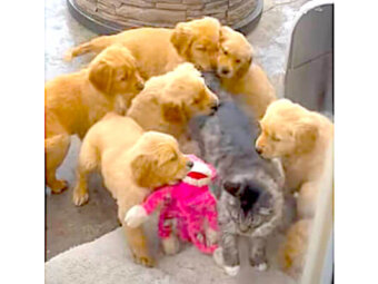 ゴールデンレトリーバー,動画