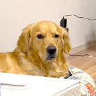 ゴールデンレトリーバー,動画