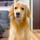 ゴールデンレトリーバー,動画