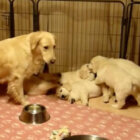 ゴールデンレトリーバー,動画