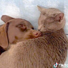 ラブラドールレトリーバー,動画