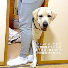 ラブラドールレトリーバー,動画