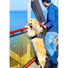 ゴールデンレトリーバー,動画