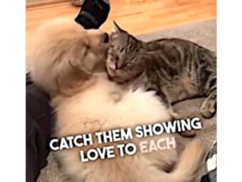 ゴールデンレトリーバー,動画