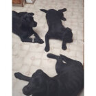 ゴールデンレトリーバー,動画