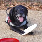 レジェンドレト