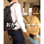 ゴールデンレトリーバー,動画