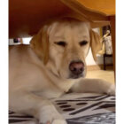 ラブラドールレトリーバー,動画