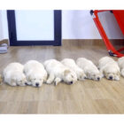 ゴールデンレトリーバー,動画