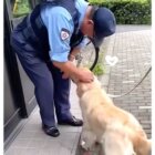 ゴールデンレトリーバー,動画