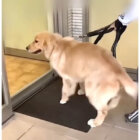 ゴールデンレトリーバー,動画