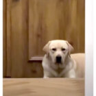 ラブラドールレトリーバー,動画