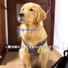 ゴールデンレトリーバー,動画