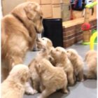 ゴールデンレトリーバー,動画