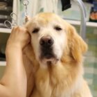 ゴールデンレトリーバー,動画