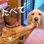 ゴールデンレトリーバー,動画