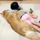 ゴールデンレトリーバー,動画