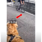 ゴールデンレトリーバー,動画