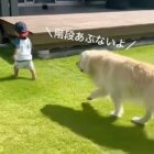 ゴールデンレトリーバー,動画