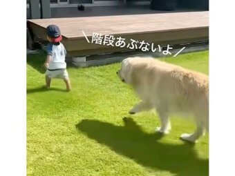 ゴールデンレトリーバー,動画