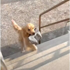 ゴールデンレトリーバー,動画